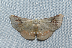 Enispa prolectus