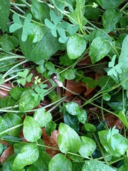 Arisarum simorrhinum