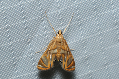 Margarosticha