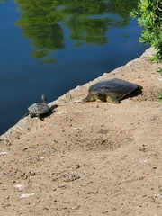 Apalone spinifera emoryi