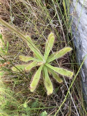 Drosera hilaris