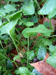 Arisarum simorrhinum