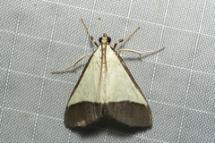 Pseudonoorda hemileuca