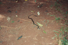 Spilotes pullatus