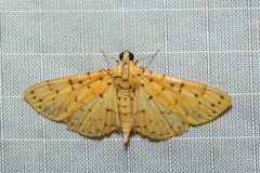 Conogethes