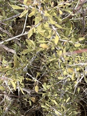 Prunus andersonii