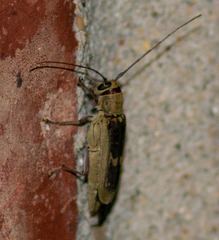 Saperda discoidea