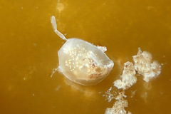 Crepipatella lingulata