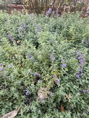 Nepeta racemosa