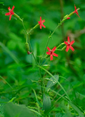 Silene virginica