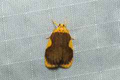 Melastrota nigrisquamata