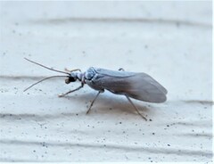 Semidalis