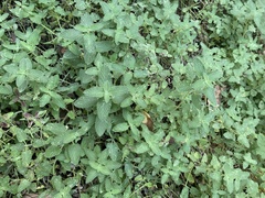 Nepeta racemosa