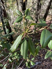 Rhododendron minus
