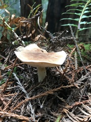 Leucopaxillus gentianeus