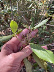 Rhododendron minus