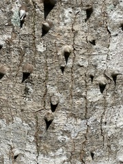 Ceiba speciosa