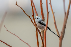 Aegithalos caudatus caudatus