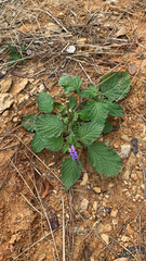 Heliotropium indicum