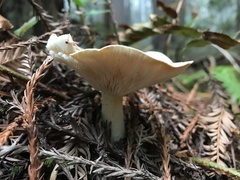 Leucopaxillus gentianeus
