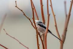 Aegithalos caudatus caudatus