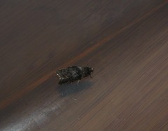 Sciota subcaesiella