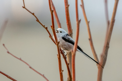 Aegithalos caudatus caudatus