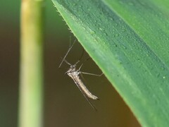 Trichocera