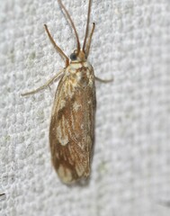 Lactura panopsia