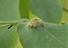 Aceria erinea