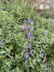 Nepeta racemosa