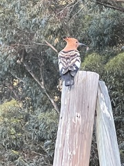 Upupa epops africana