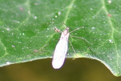 Trichoceridae