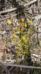 Drosera auriculata