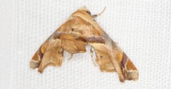 Eutelia callichroma