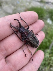 Sphaenognathus feisthamelii