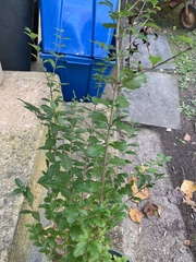 Ligustrum obtusifolium