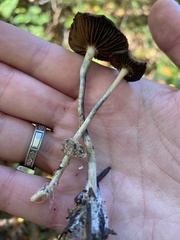 Psilocybe cyanescens