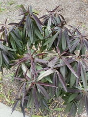 Ficus elastica