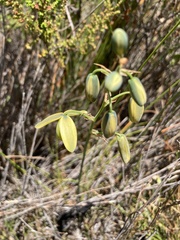 Albuca fragrans