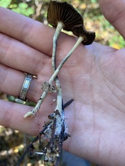 Psilocybe cyanescens