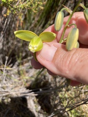 Albuca fragrans
