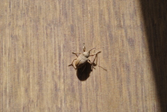 Curculio elephas