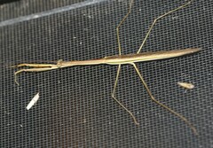 Tenodera australasiae