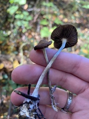 Psilocybe cyanescens