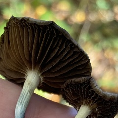 Psilocybe cyanescens