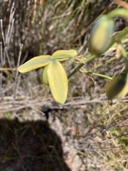 Albuca fragrans