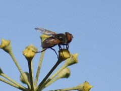 Phasia aurigera