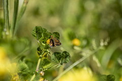 Taractrocera papyria