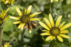 Taractrocera papyria